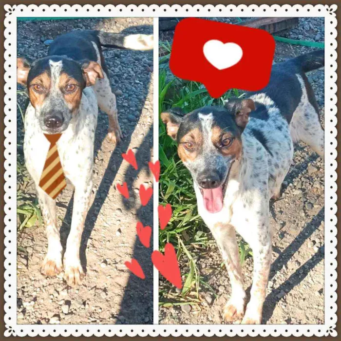 Cachorro raça SRD idade 7 a 11 meses nome Matraca