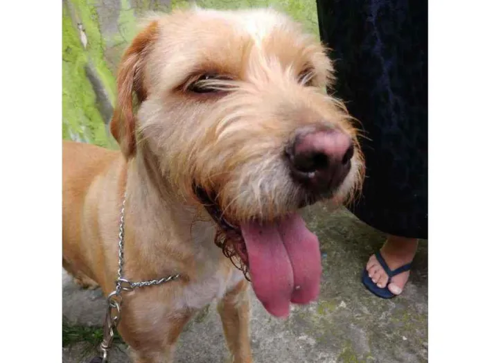 Cachorro raça  idade 3 anos nome Mel 