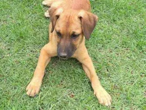 Cachorro raça Indefinida idade 2 a 6 meses nome Cacau