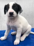 Cachorro raça SRD  idade Abaixo de 2 meses nome Sem nome