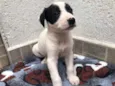 Cachorro raça SRD  idade Abaixo de 2 meses nome Sem nome