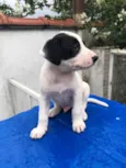 Cachorro raça SRD  idade Abaixo de 2 meses nome Sem nome