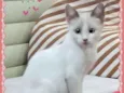 Menina