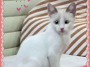 Gato raça SRD idade 2 a 6 meses nome Menina