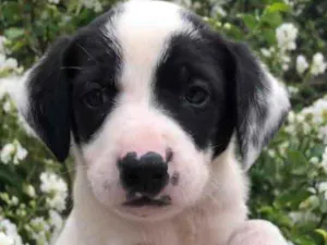 Cachorro raça SRD  idade Abaixo de 2 meses nome Sem nome