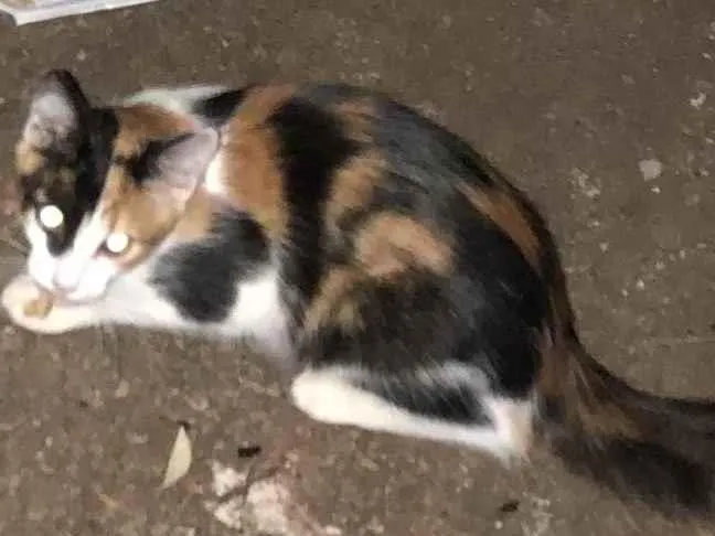 Gato ra a SRD idade 2 a 6 meses nome Tricolor, escaminha 