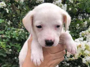 Cachorro raça SRD  idade Abaixo de 2 meses nome Sem Nome