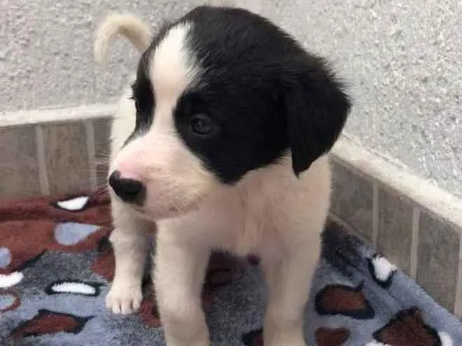 Cachorro raça SRD idade Abaixo de 2 meses nome Sem Nome 