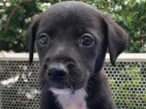 Cachorro raça SRD  idade Abaixo de 2 meses nome Sem nome