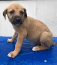 Cachorro raça SRD idade Abaixo de 2 meses nome Sem nome