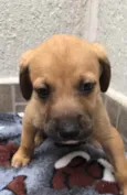 Cachorro raça SRD idade Abaixo de 2 meses nome Sem nome