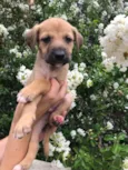 Cachorro raça SRD idade Abaixo de 2 meses nome Sem nome