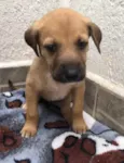 Cachorro raça SRD idade Abaixo de 2 meses nome Sem nome