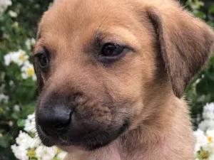 Cachorro raça SRD idade Abaixo de 2 meses nome Sem nome