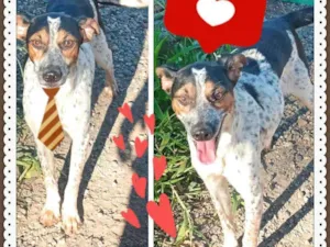 Cachorro raça SRD idade 7 a 11 meses nome Matraca