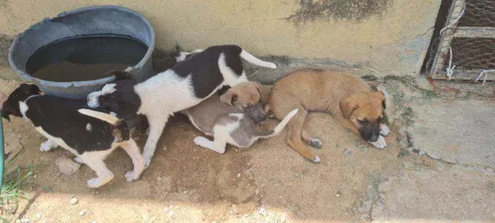 Cachorro ra a  idade Abaixo de 2 meses nome Sem nome 