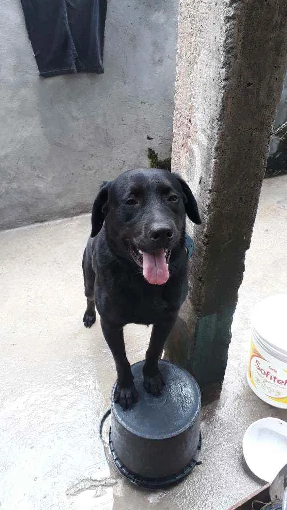 Cachorro ra a LABRADOR idade 3 anos nome BOB