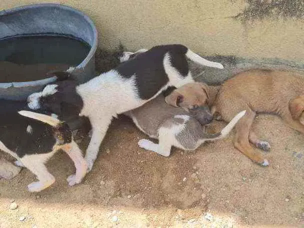 Cachorro ra a  idade Abaixo de 2 meses nome Sem nome 