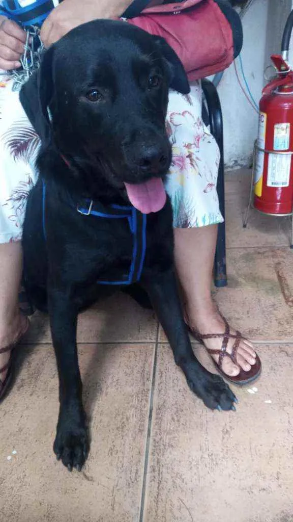 Cachorro ra a LABRADOR idade 3 anos nome BOB