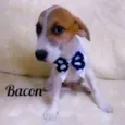 Bacon