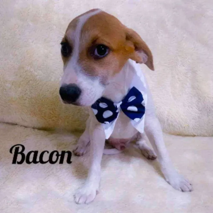 Cachorro ra a SRD idade 2 a 6 meses nome Bacon