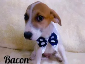 Cachorro raça SRD idade 2 a 6 meses nome Bacon
