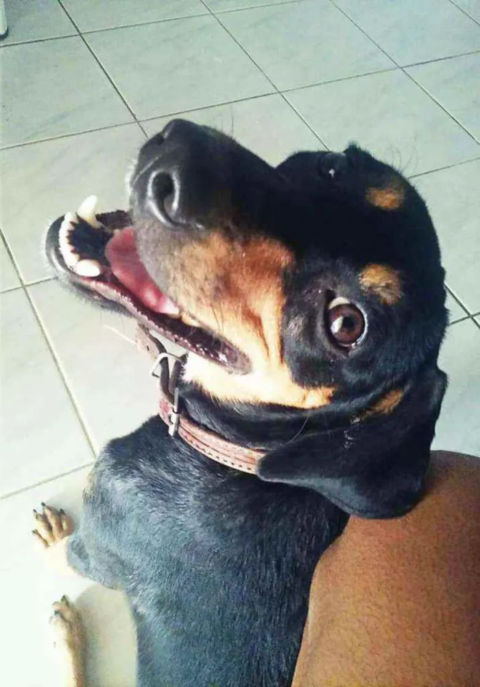 Cachorro raça Mestiço idade 6 ou mais anos nome Negão