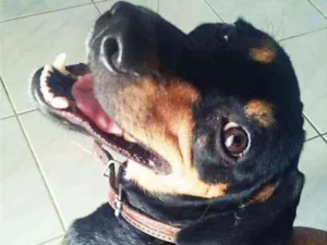 Cachorro raça Mestiço idade 6 ou mais anos nome Negão