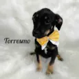Torresmo