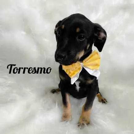 Cachorro ra a SRD idade 2 a 6 meses nome Torresmo