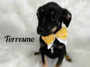 Cachorro raça SRD idade 2 a 6 meses nome Torresmo