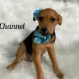 Chanell