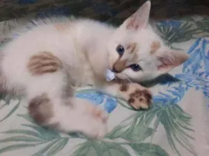 Gato raça Sem Raça Definida idade 2 a 6 meses nome Ursinho Puff
