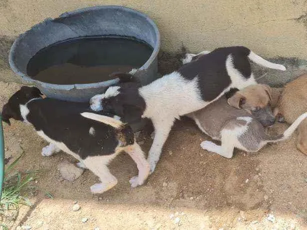 Cachorro ra a  idade Abaixo de 2 meses nome Sem nome 