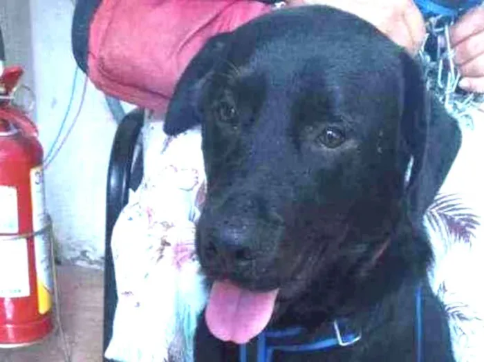Cachorro ra a LABRADOR idade 3 anos nome BOB