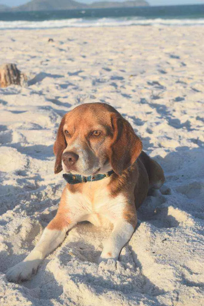 Cachorro ra a Beagle idade 5 anos nome Leon