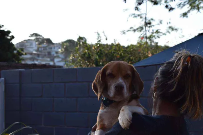 Cachorro ra a Beagle idade 5 anos nome Leon