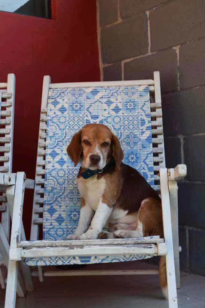 Cachorro ra a Beagle idade 5 anos nome Leon