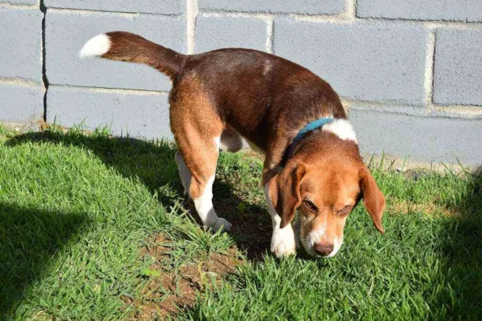 Cachorro ra a Beagle idade 5 anos nome Leon