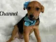 Chanell