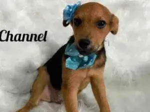 Cachorro raça SRD idade 2 a 6 meses nome Chanell