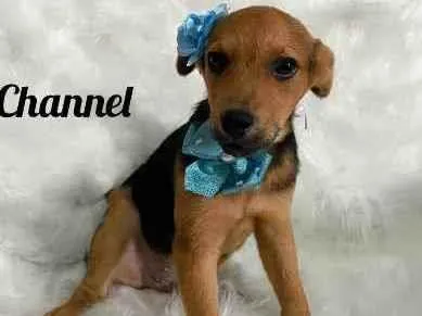 Cachorro ra a SRD idade 2 a 6 meses nome Chanell