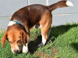 Cachorro raça Beagle idade 5 anos nome Leon