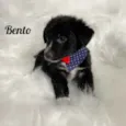 Bento
