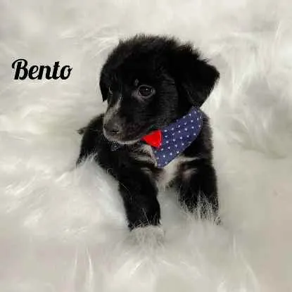 Cachorro ra a SRD idade Abaixo de 2 meses nome Bento