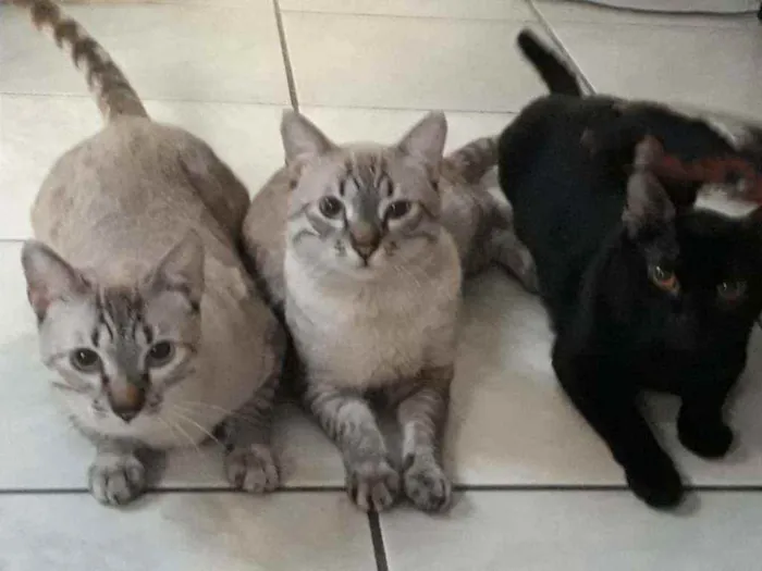 Gato ra a Bombain e Rex alemão  idade 7 a 11 meses nome Pantera, gordiola lu