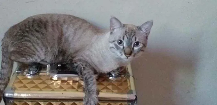 Gato ra a Bombain e Rex alemão  idade 7 a 11 meses nome Pantera, gordiola lu