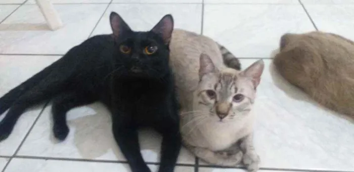 Gato ra a Bombain e Rex alemão  idade 7 a 11 meses nome Pantera, gordiola lu