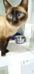 Salaminho