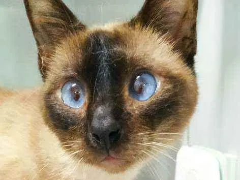 Gato ra a Srd idade 2 anos nome Salaminho
